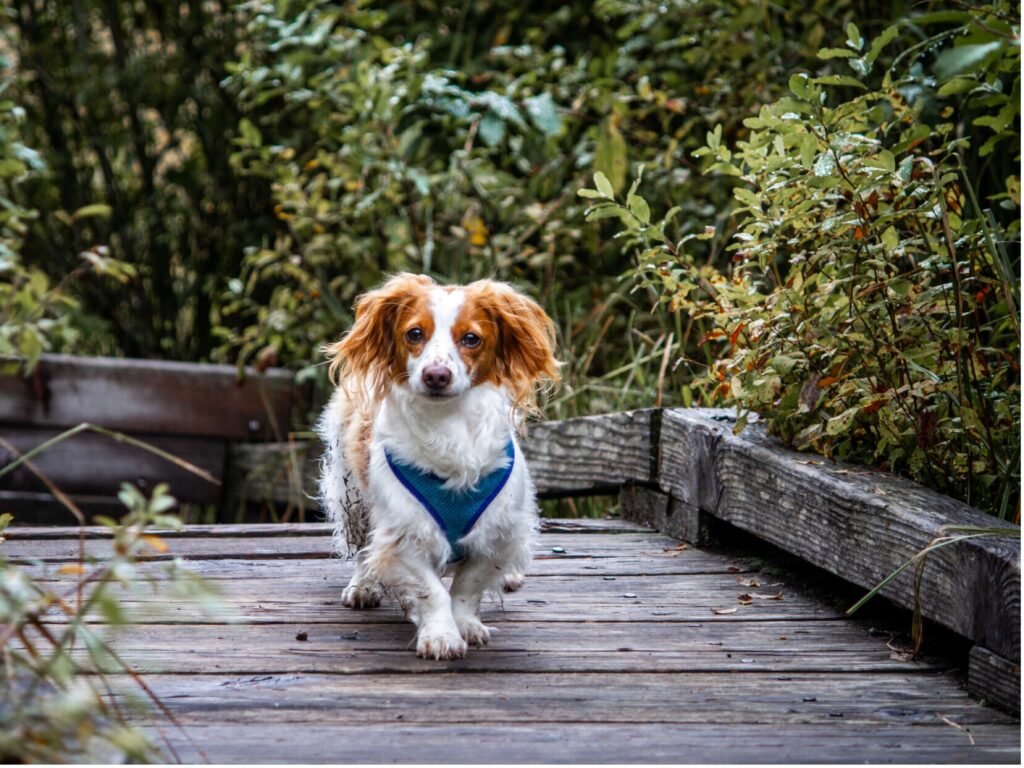 A dog in a blue harness walks confidently across a wooden bridge, surrounded by nature.