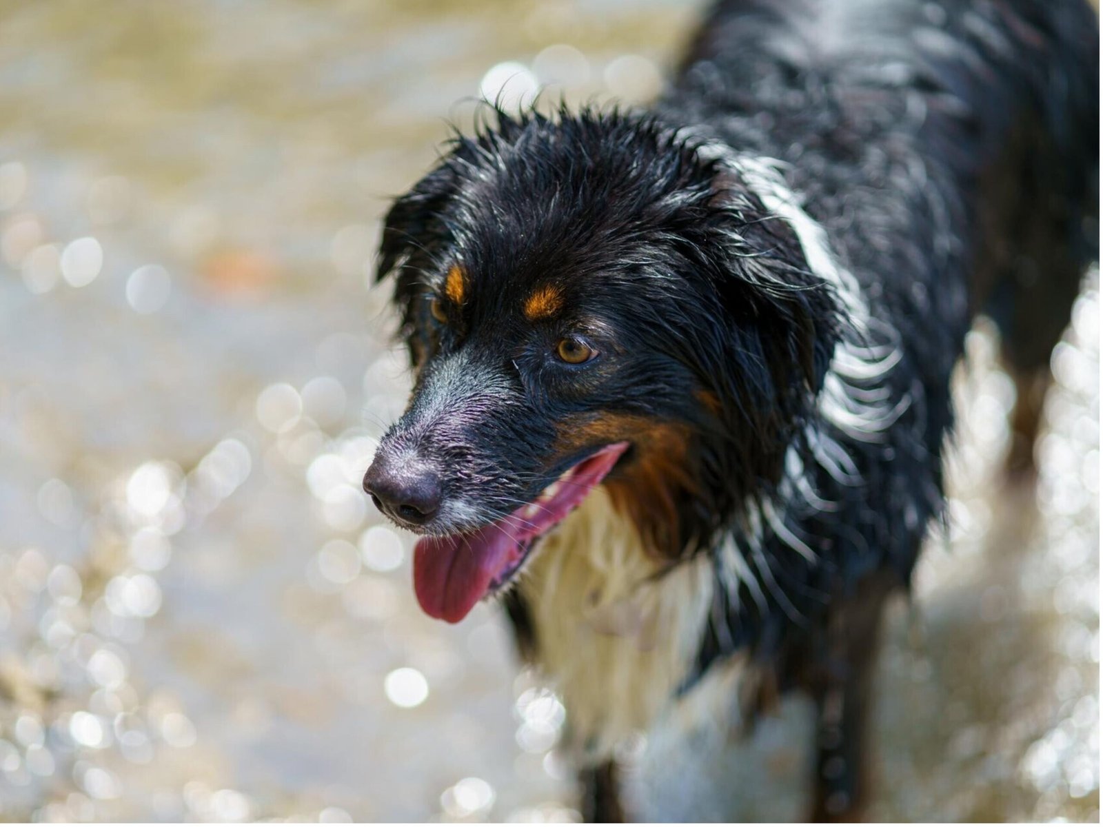 A wet dog stands in shallow water, droplets glistening on its fur as it gazes curiously at its surroundings.