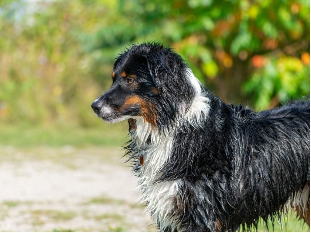 A wet dog stands in lush green grass, surrounded by a vibrant green background, showcasing its playful nature.