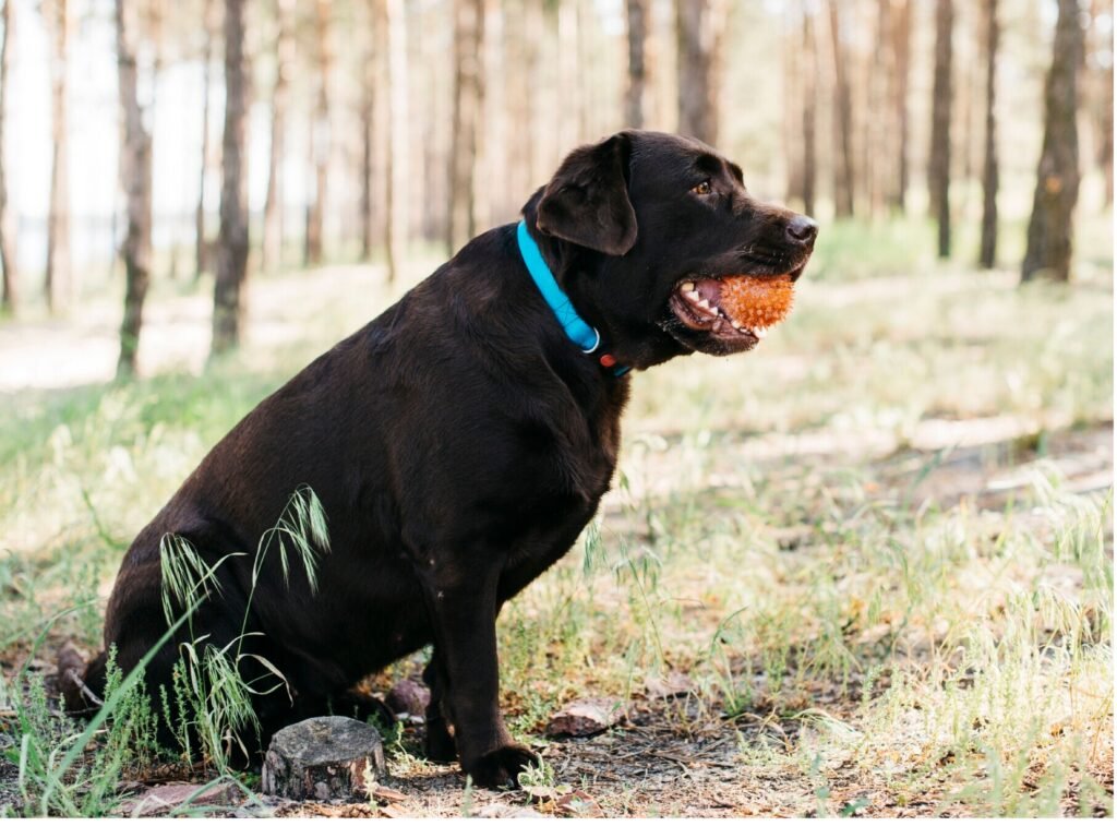 A black dog sits in the woods, holding an orange ball in its mouth, surrounded by trees and foliage.
