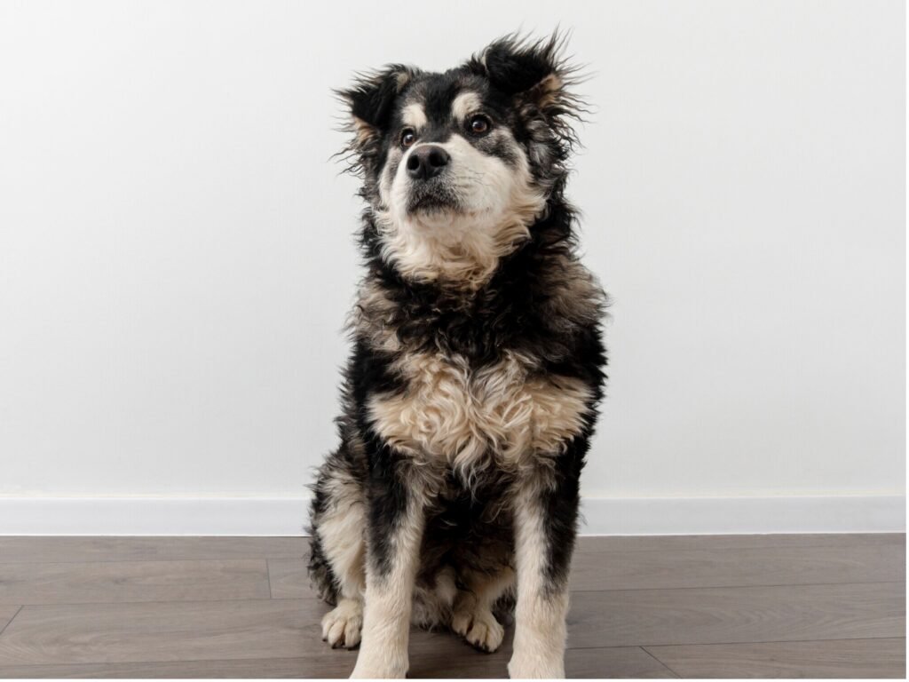 A dog sitting calmly on a polished hardwood floor, showcasing its relaxed demeanor and the warm tones of the wood.