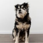 A dog sitting calmly on a polished hardwood floor, showcasing its relaxed demeanor and the warm tones of the wood.