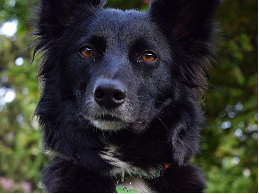 A black dog wearing a green collar sits attentively, showcasing its shiny coat and playful demeanor.
