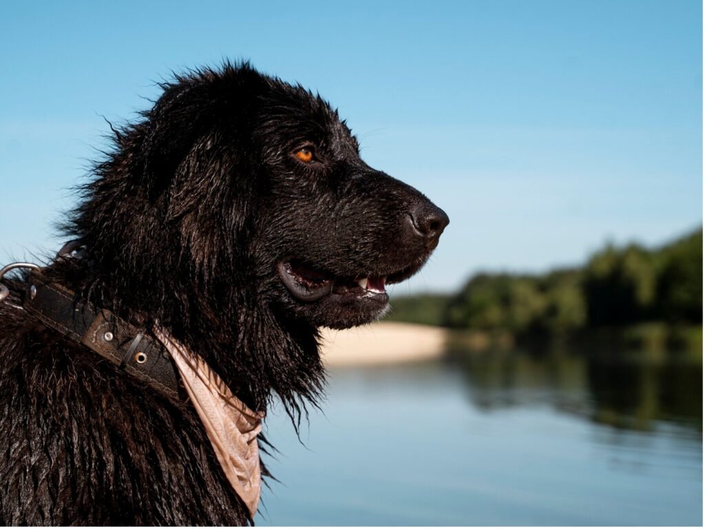  A black dog wearing a collar stands beside a tranquil body of water, gazing attentively at its surroundings.