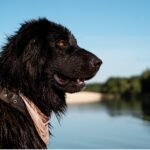 A black dog wearing a collar stands beside a tranquil body of water, gazing attentively at its surroundings.