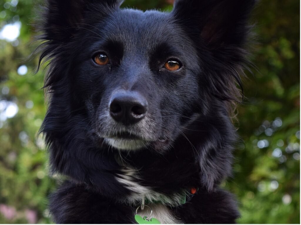 A black dog wearing a green tag on its collar, sitting attentively in a grassy area.