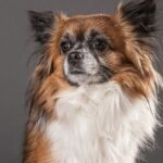 A red and white cavalier king sitting at floor in good look.