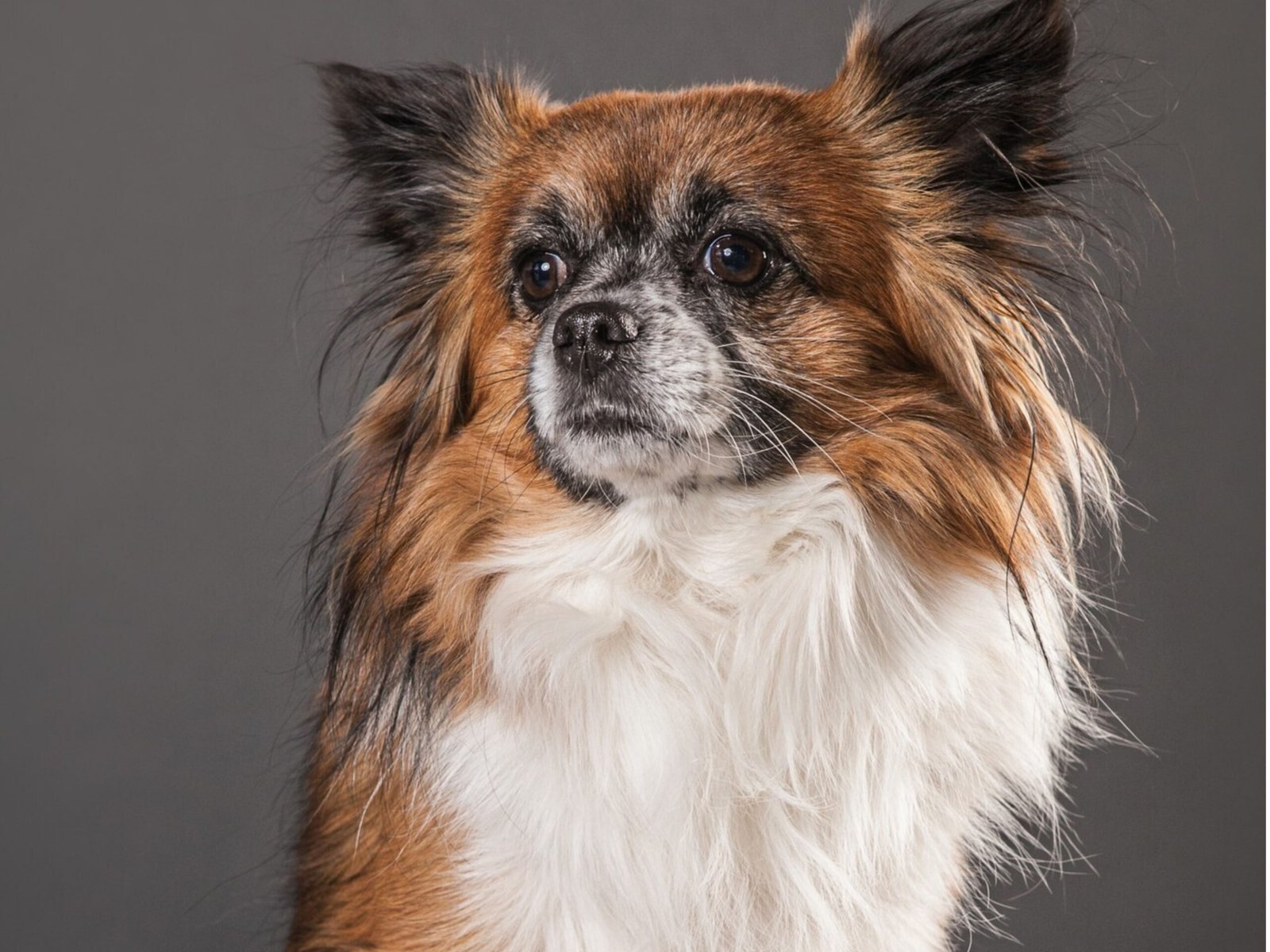 A red and white cavalier king sitting at floor in good look.