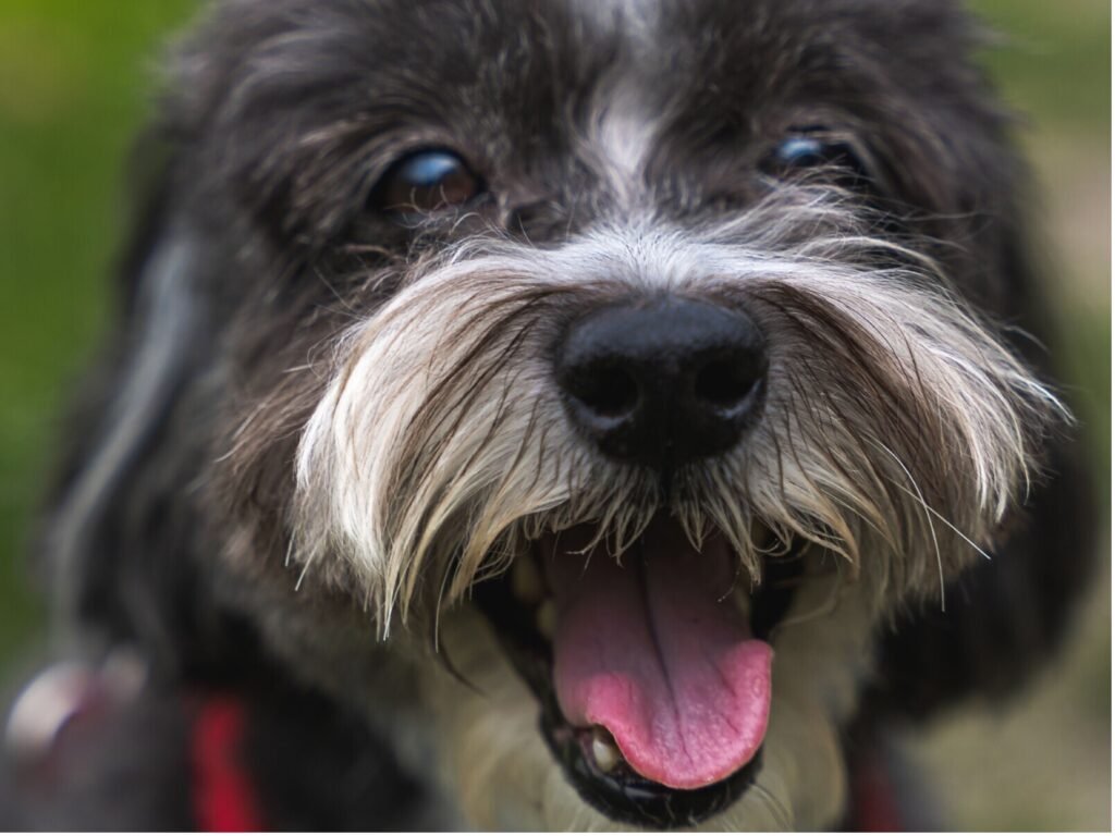  A close-up of a dog playfully sticking its tongue out, showcasing its joyful expression and fluffy fur.