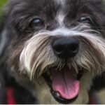 A close-up of a dog playfully sticking its tongue out, showcasing its joyful expression and fluffy fur.