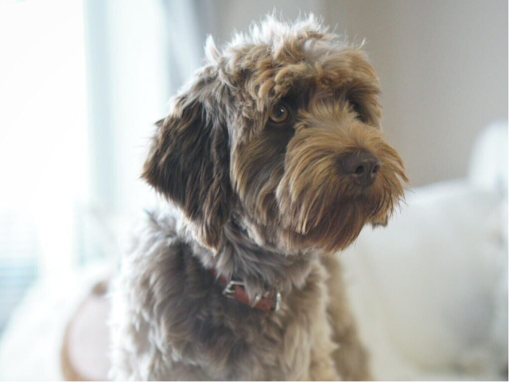  A brown dog comfortably sitting on a couch, showcasing its relaxed demeanor in a cozy living room setting.