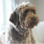 A brown dog comfortably sitting on a couch, showcasing its relaxed demeanor in a cozy living room setting.