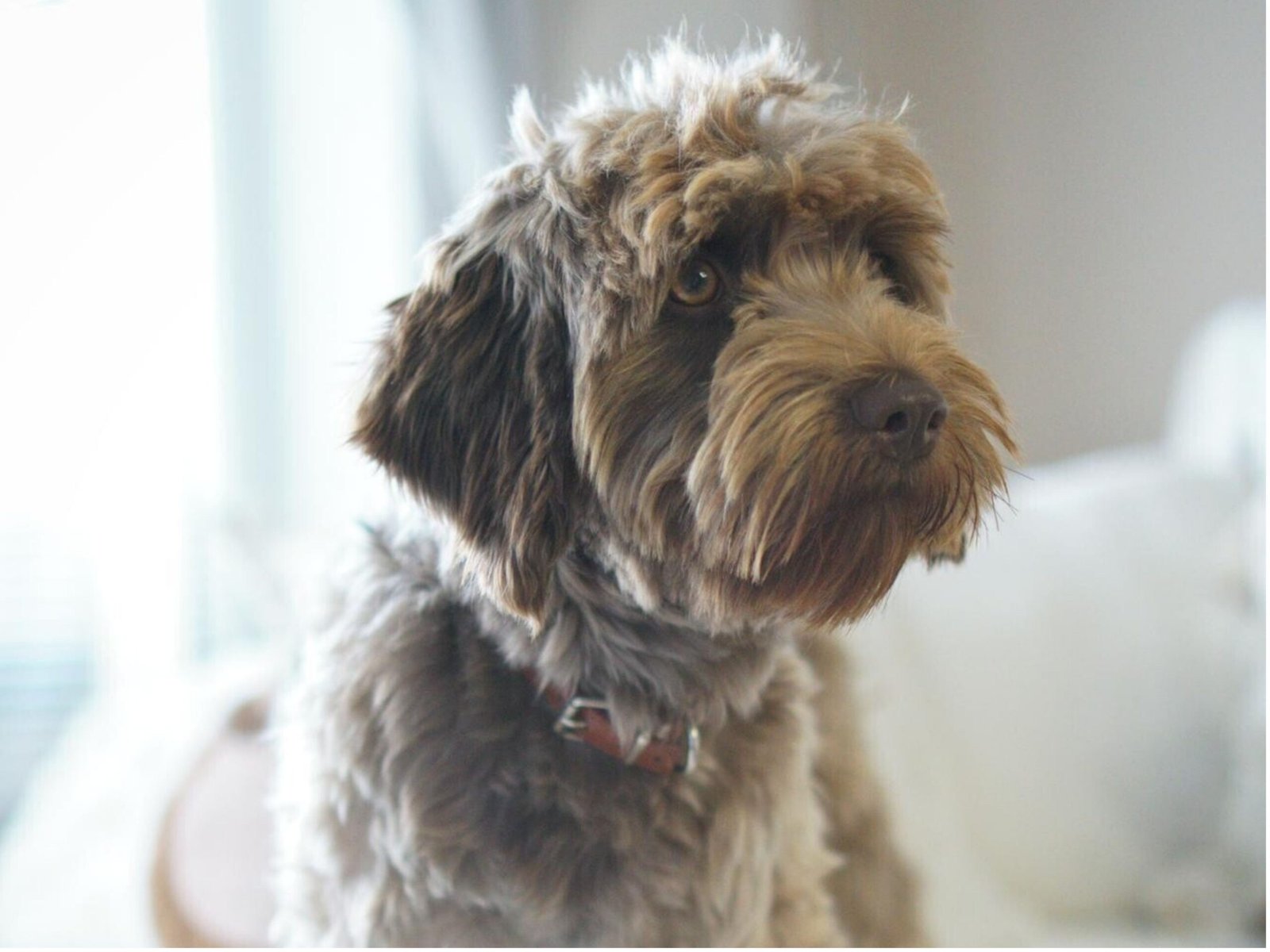 A brown dog comfortably sitting on a couch, showcasing its relaxed demeanor in a cozy living room setting.