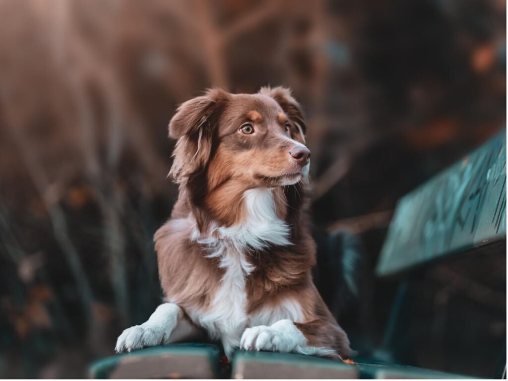 An Australian Shepherd dog sitting calmly on a wooden bench in a serene outdoor setting.