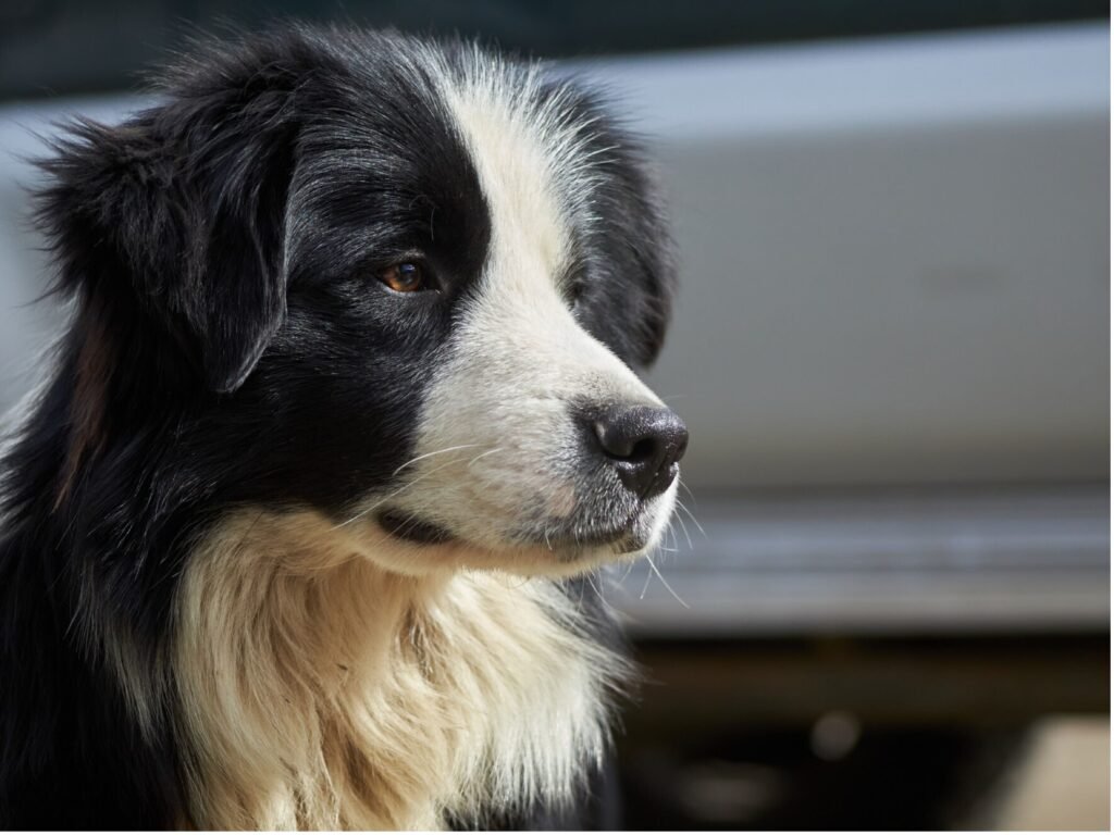 A black and white dog with a distinct white face, showcasing its unique markings and expressive features