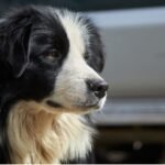 A black and white dog with a distinct white face, showcasing its unique markings and expressive features