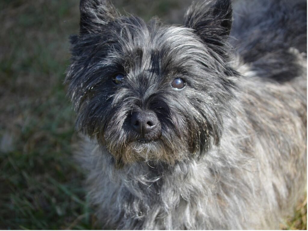 A small black dog with long hair sits gracefully, showcasing its shiny coat and playful demeanor.