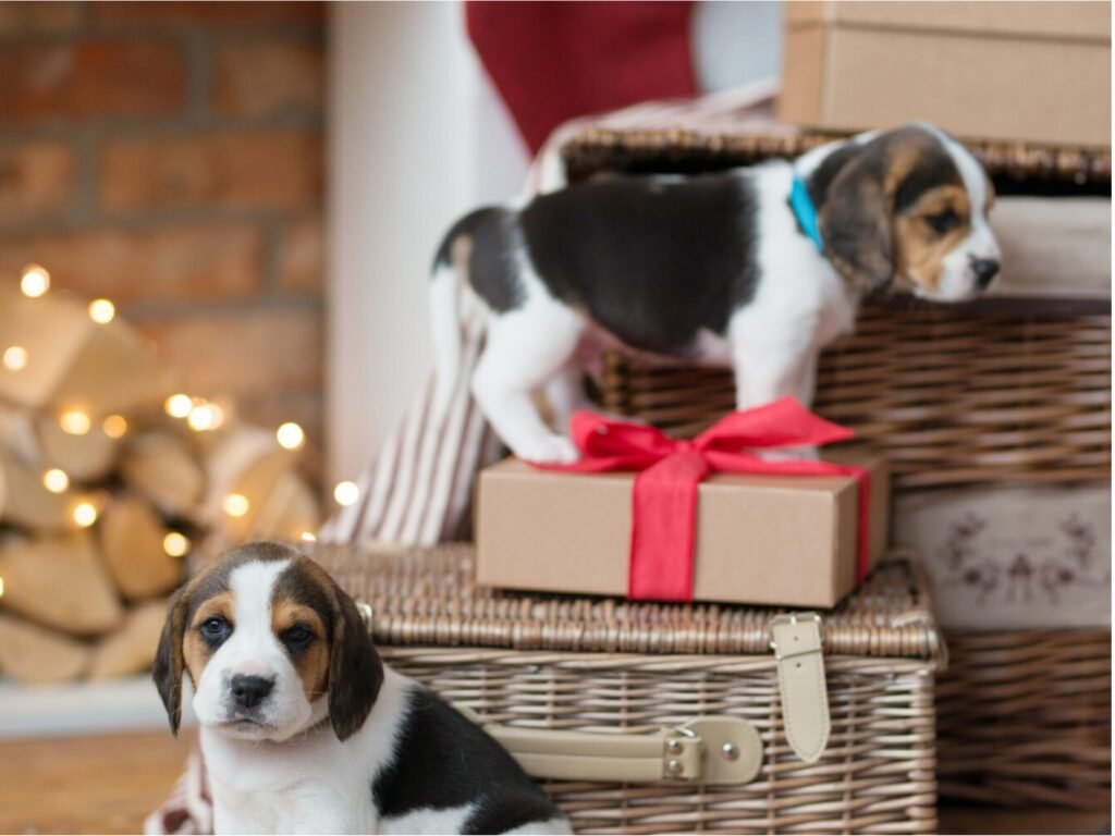 Two beagle puppies perched adorably on a wicker basket, showcasing their playful and curious nature